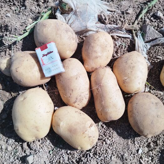 喀喇沁旗大量供应内蒙土豆品种多，希森EV实验一V7等，颜色亮形状好，