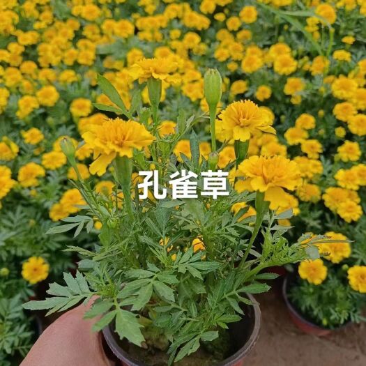 沭阳县孔雀草