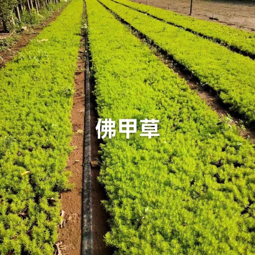 沭阳县佛甲草