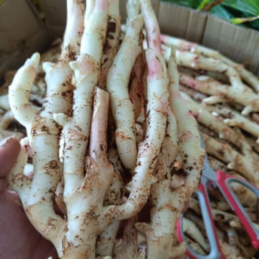 江永县江永香姜