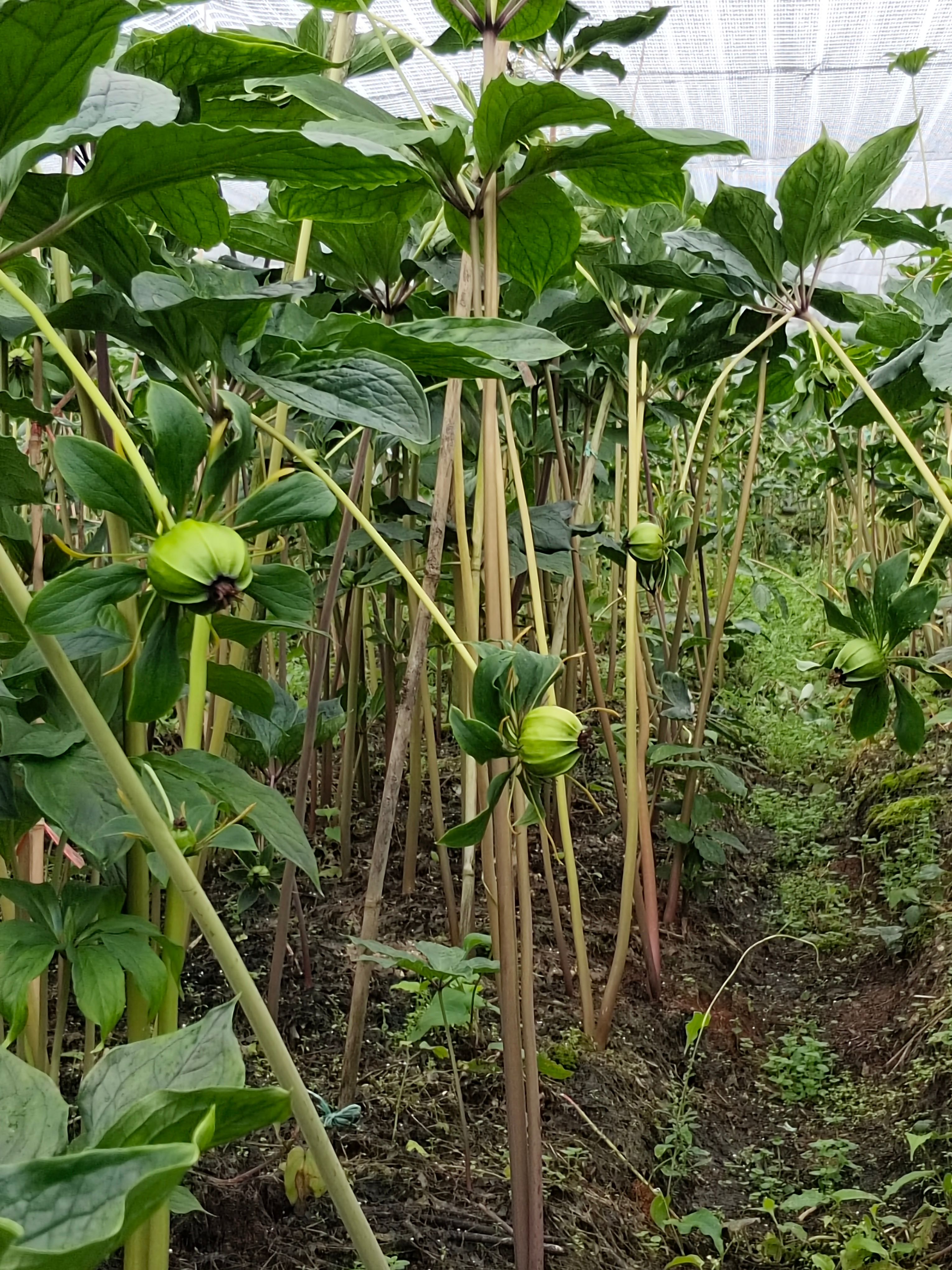 新鲜5到8年新货