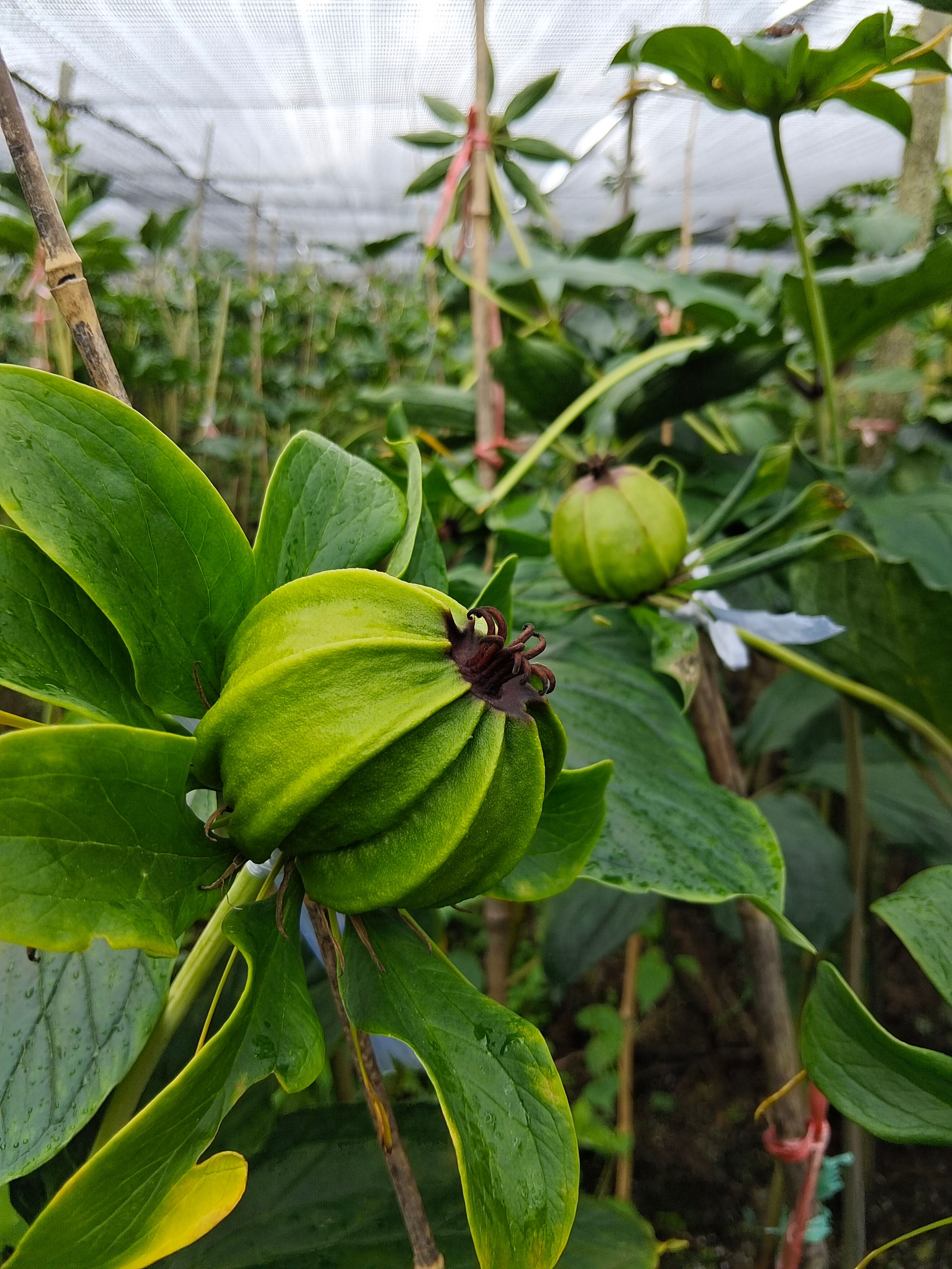 新鲜5到8年新货