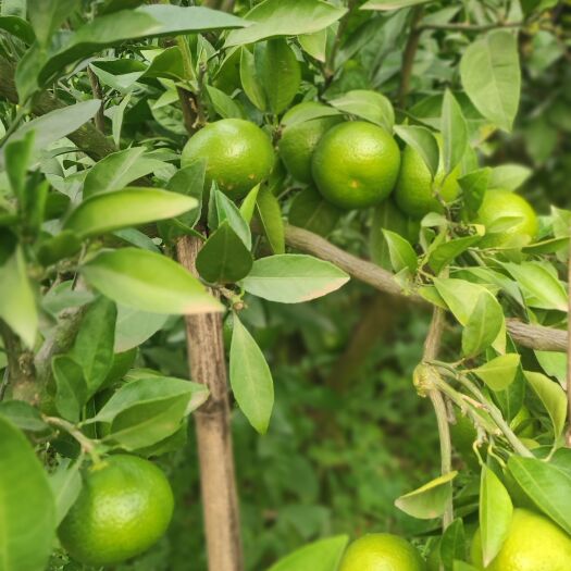资阳四川资阳蜜桔50起，大量上市