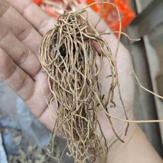 平塘县白薇