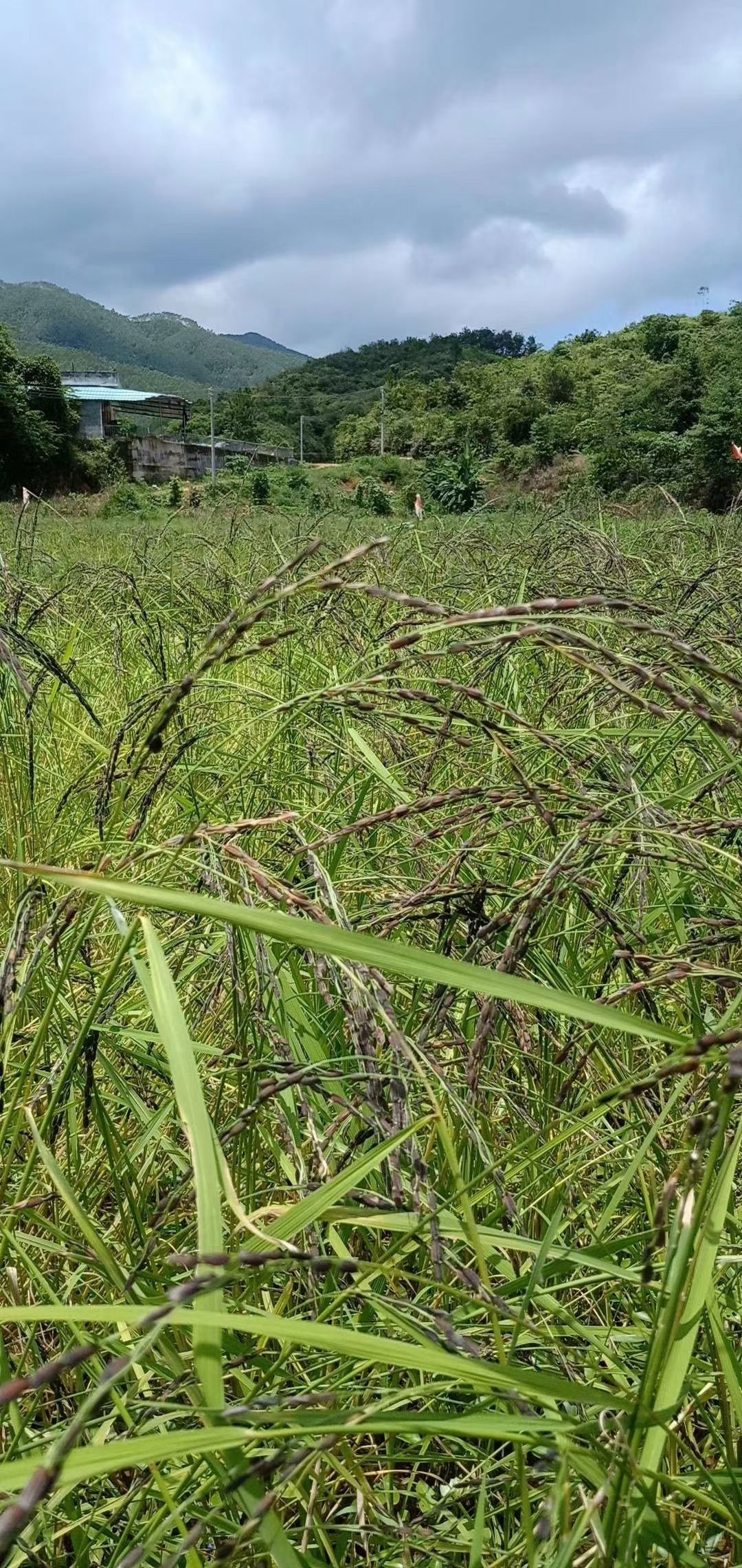 阳春市康熙胭脂米