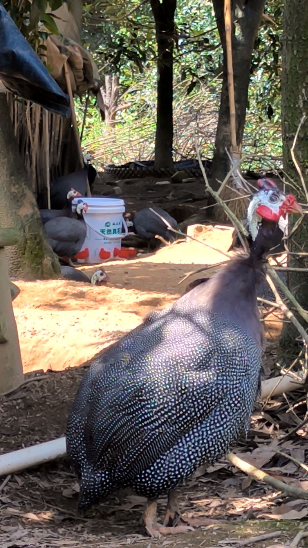 全程散养，日奔过万奔歩，食五谷杂粮，品质保证