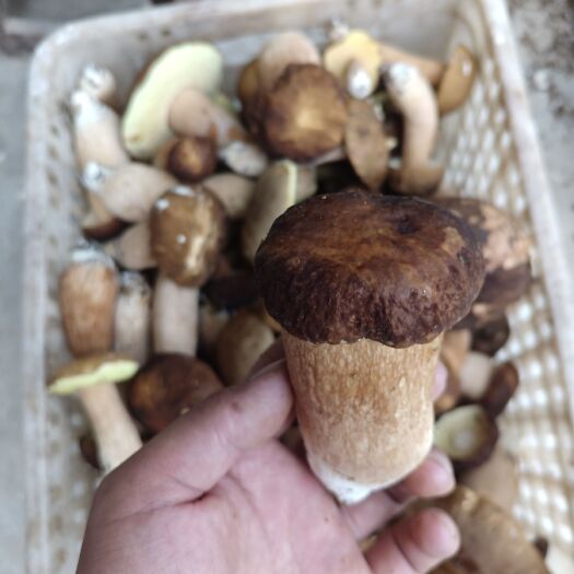 宁强县精选野生白牛肝菌 美味菌菇干菌煲汤