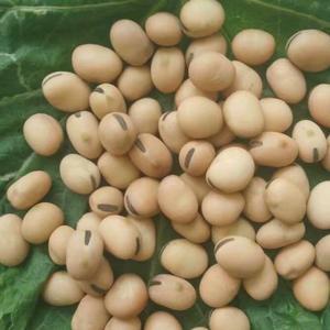 甘肃陇南武都区优质干豌豆 粮油米面豆类作物批发25年羊眼豆