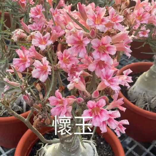 漳州沙漠玫瑰品种穴盘苗，怀玉苗，根头1.8左右，喜阳耐旱开花