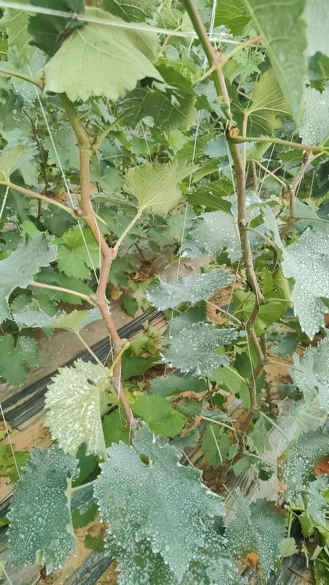 推荐2年当年挂果葡萄树苗