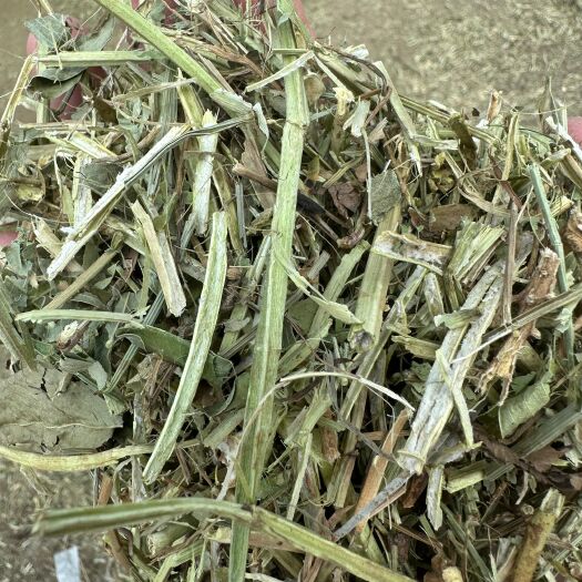 固始县青储试料