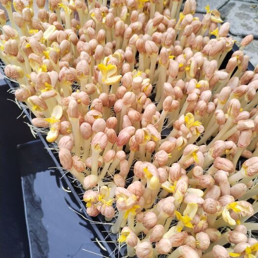 齐河县花生芽