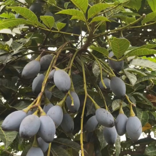 罗定市西山榄苗     黑橄榄苗    乌榄苗