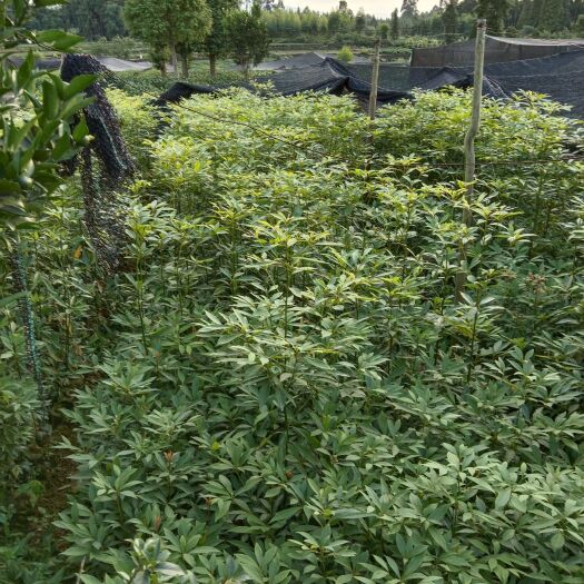 成都楠木杯苗，楠竹杯苗。方竹苗。