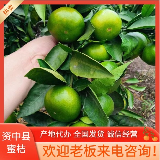 蜜橘 柑橘  产地直供 专业代收代发 期待与您的长期合作