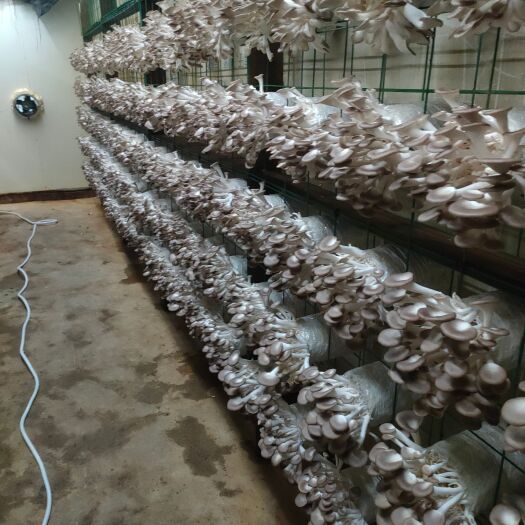 南靖县秀珍菇长期供应