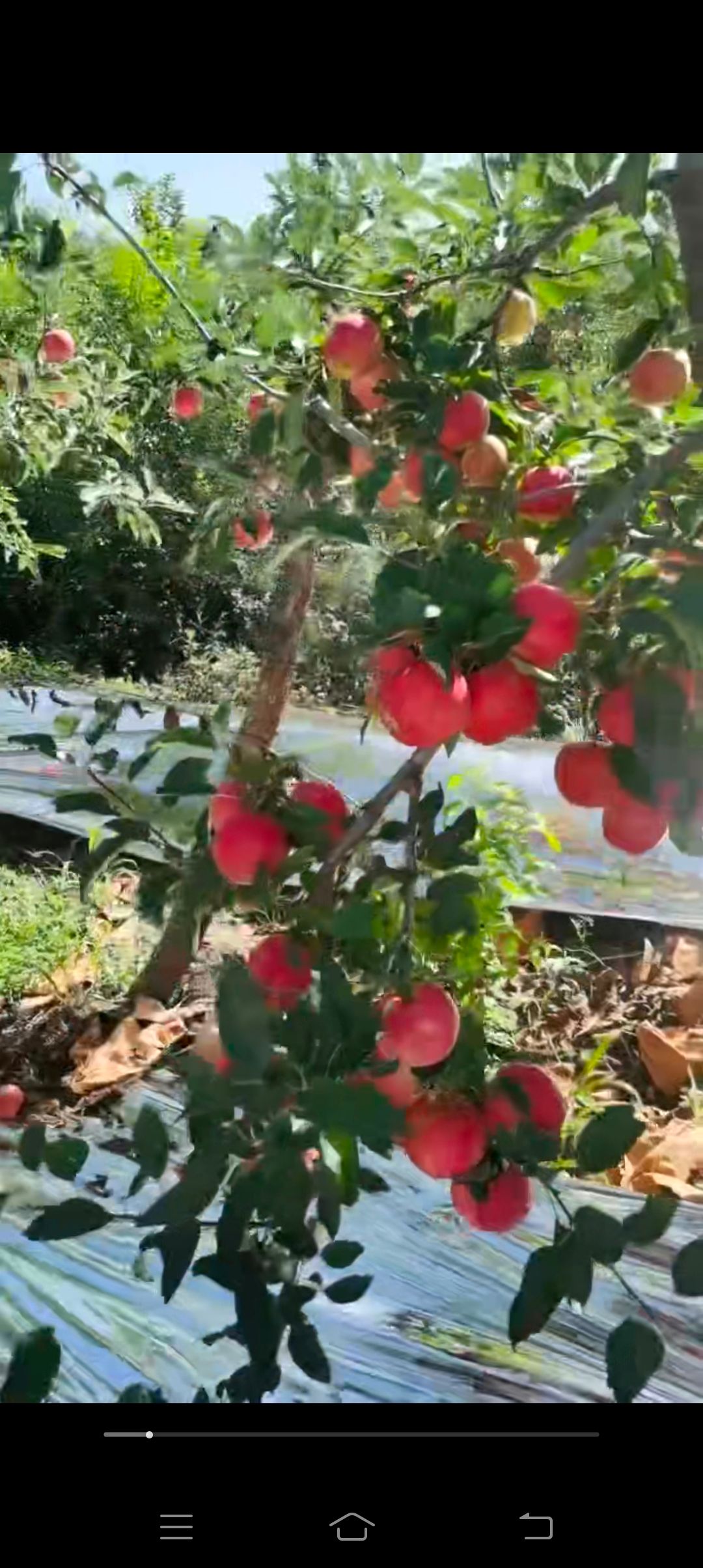 嘎啦苹果变地直发，大量有货，需要的老板联系我吧