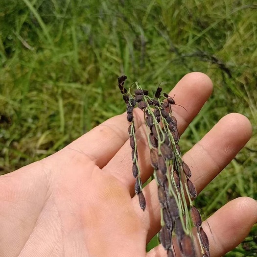 阳春市康熙胭脂米  绿色有机