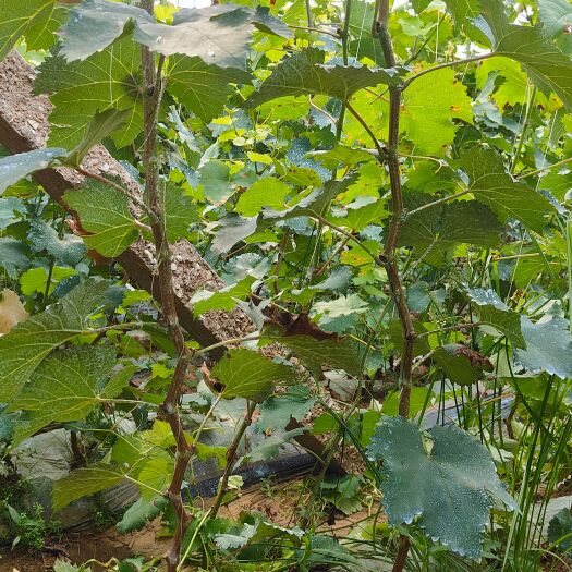 卢龙县推荐2年当年挂果葡萄树苗