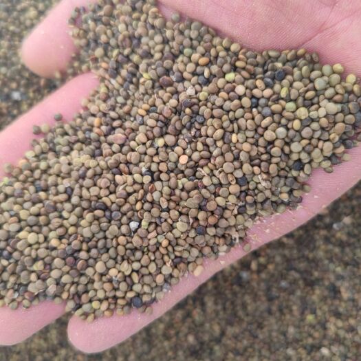 北屯市新疆正品红皮甘草籽