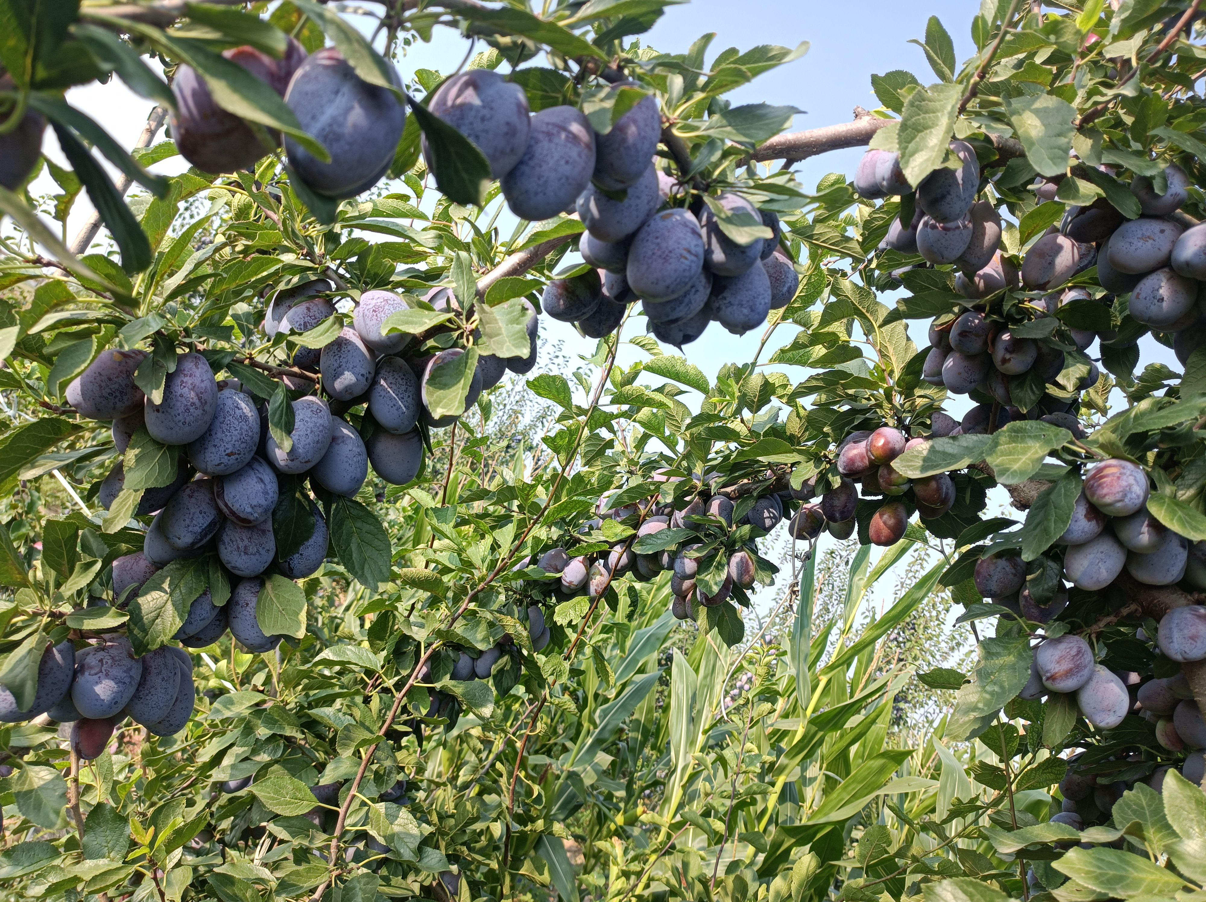 加州西梅，品种（女神蓝色）