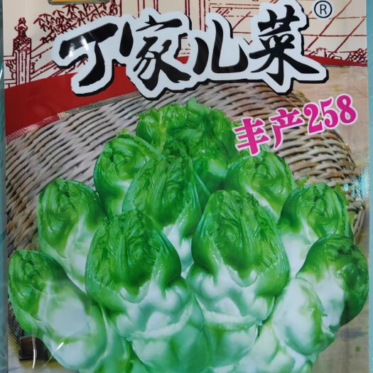 绵阳丁家儿菜种子儿菜种子芥菜种子抱子芥种子