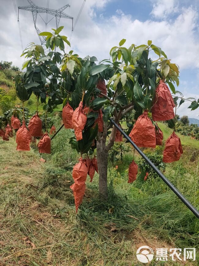 攀枝花黄皮凯特芒果产地直发批发不包邮 【可接电商一件代发】