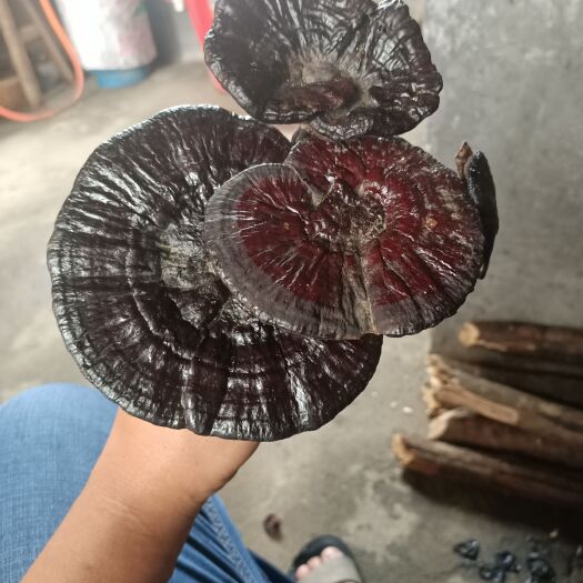 定南县深山灵芝