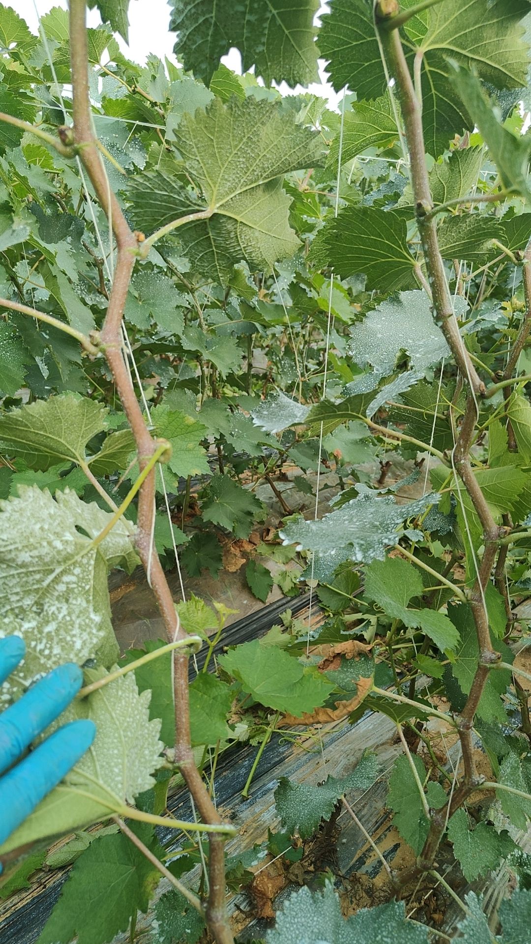 推荐2年当年挂果葡萄树苗