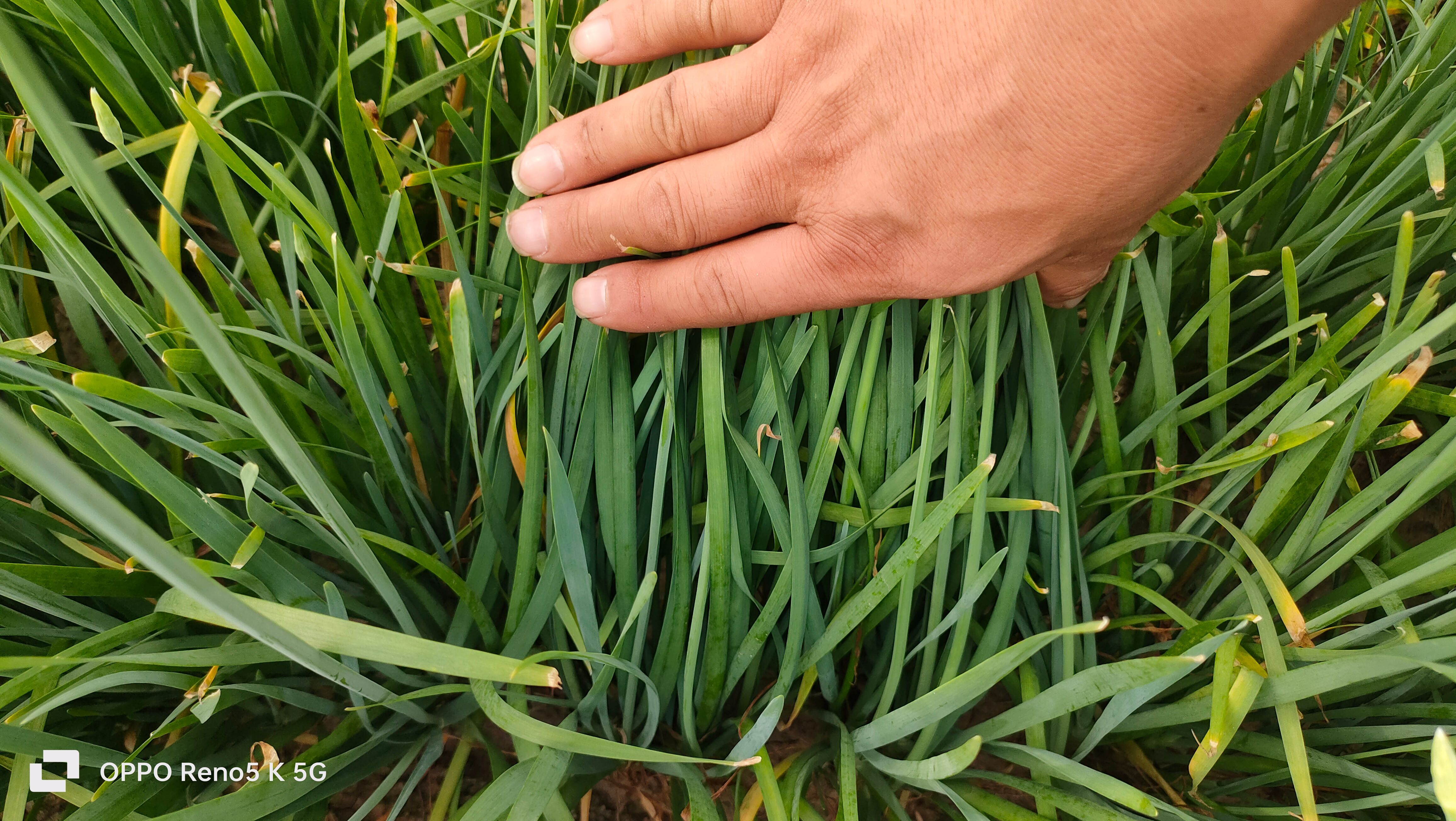 蔬菜种子休眠韭菜种子
