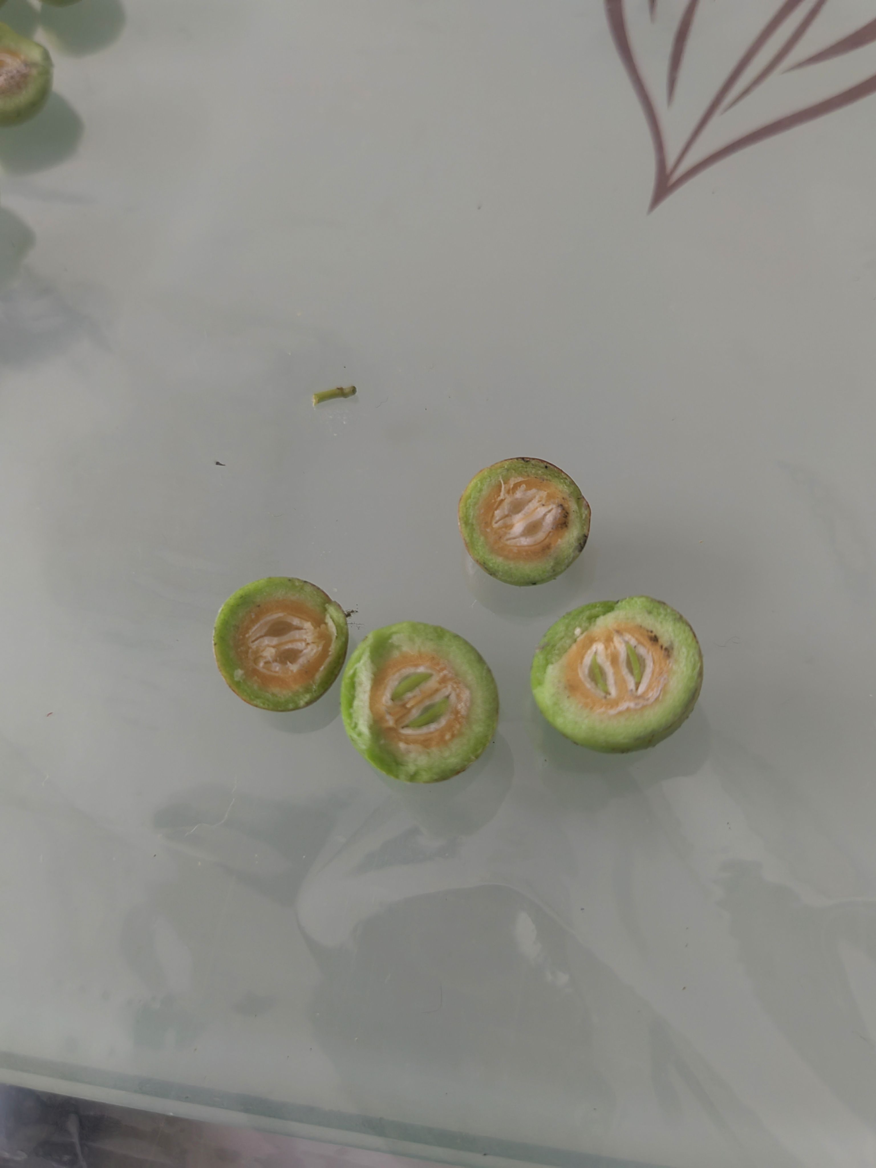酸枣苗，晋酸3号酸枣苗，双仁酸枣苗，二年酸枣苗当年栽上就会结