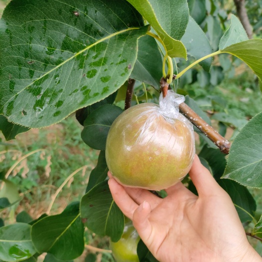 隰县香梨