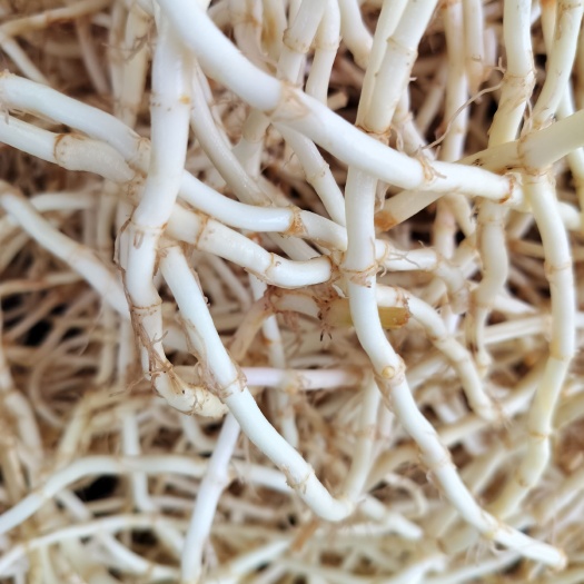 砚山县精品鱼腥草，货好量大，可长期供应