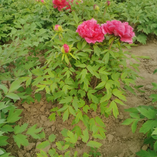 菏泽大花观赏牡丹