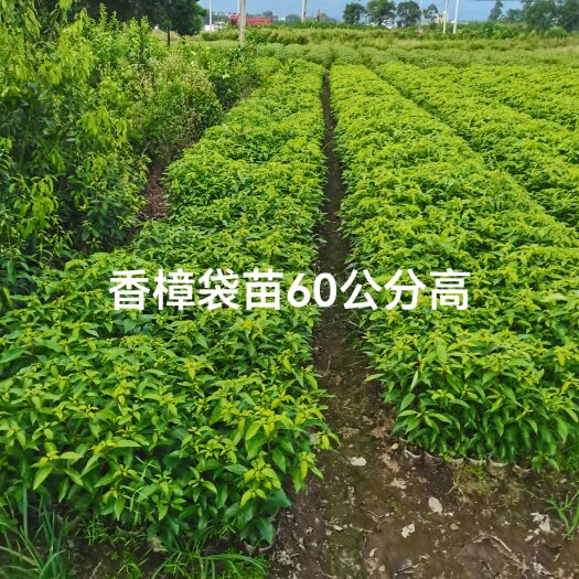 奉新县香樟