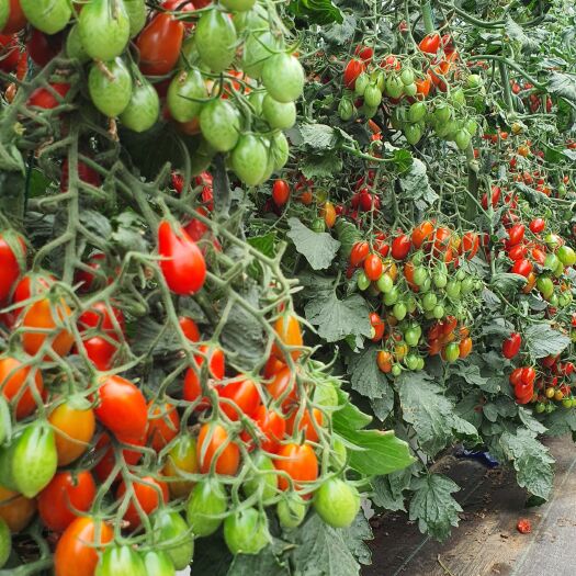 泸西县玉女小番茄，每天现采，有需要的联系
