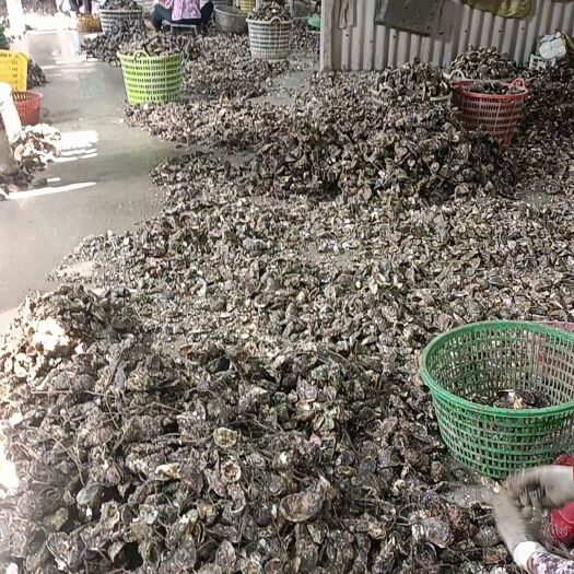 诏安县生蚝批发