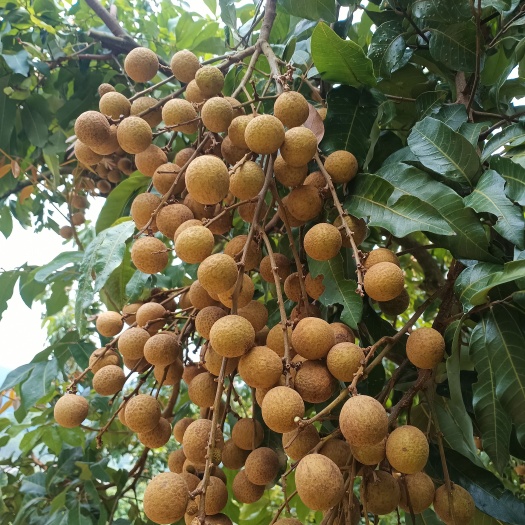 厦门龙眼