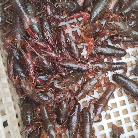 潜江市小龙虾