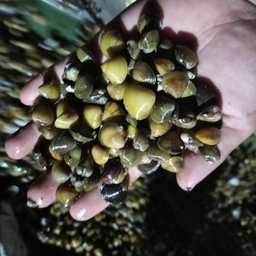 遂溪县靓货多风