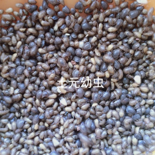 青阳县土元幼虫  绿豆大小  黄豆大小  土鳖虫养殖