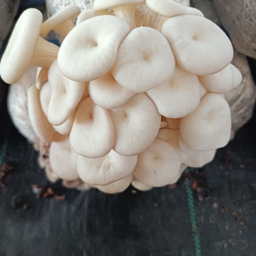 长沙县白平菇