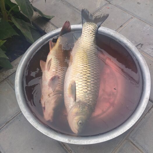 蔚县自家养的鲤鱼，草鱼，花鲢