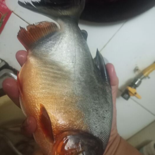 浠水县红鲳鱼