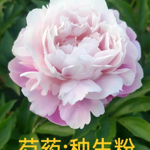 菏泽正宗菏泽观赏重瓣大花芍药 保品种保成活基地直发
