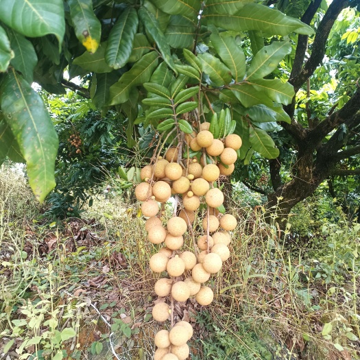 厦门龙眼