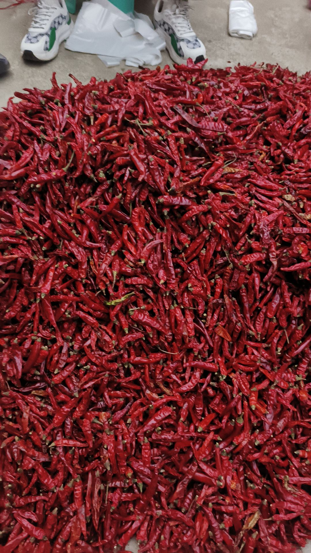 2023河南高辣香辣829精品新货大量批发代收