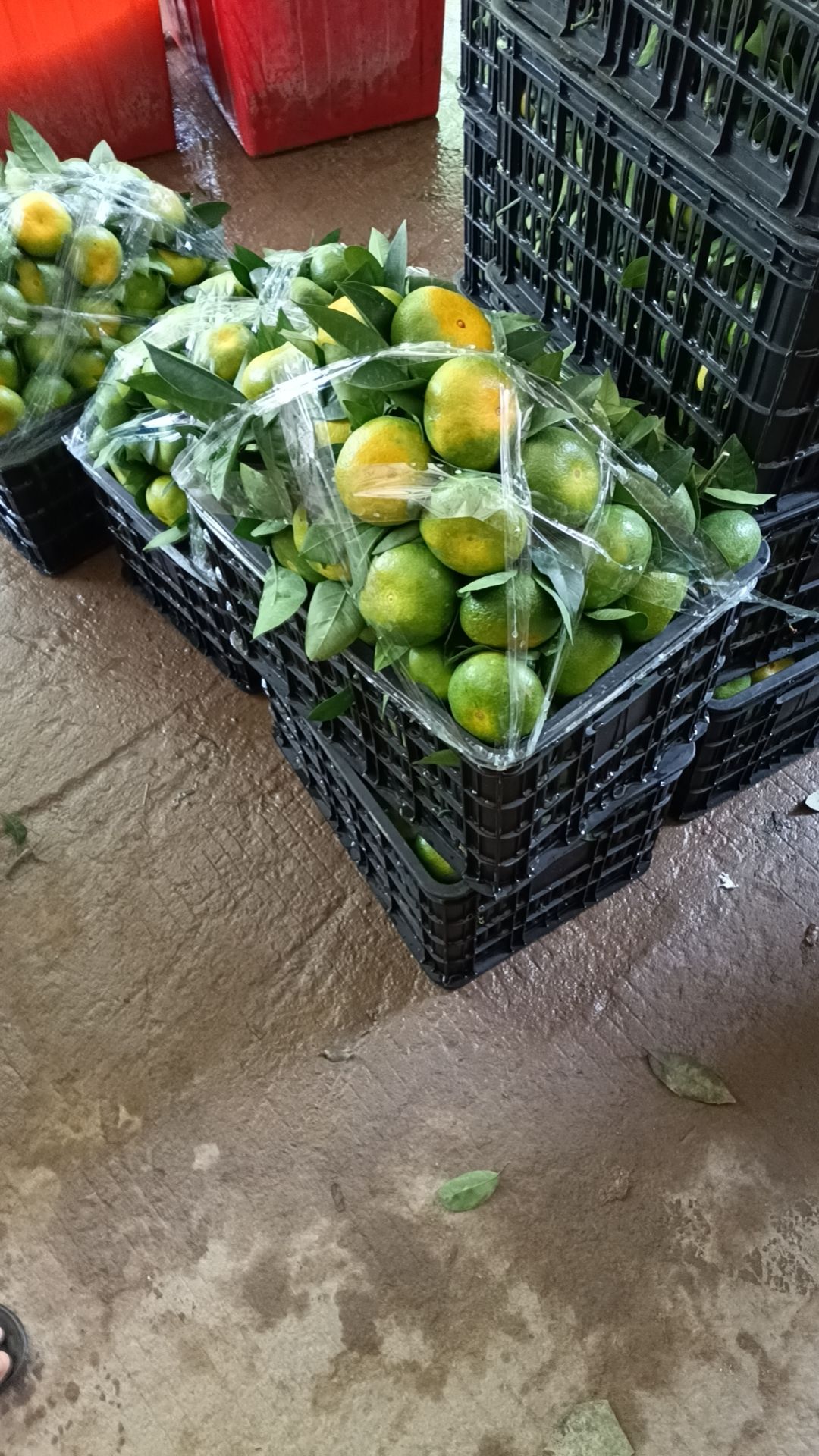 江西蜜橘无籽蜜桔，特早糖度好，保质保量，欢迎咨询