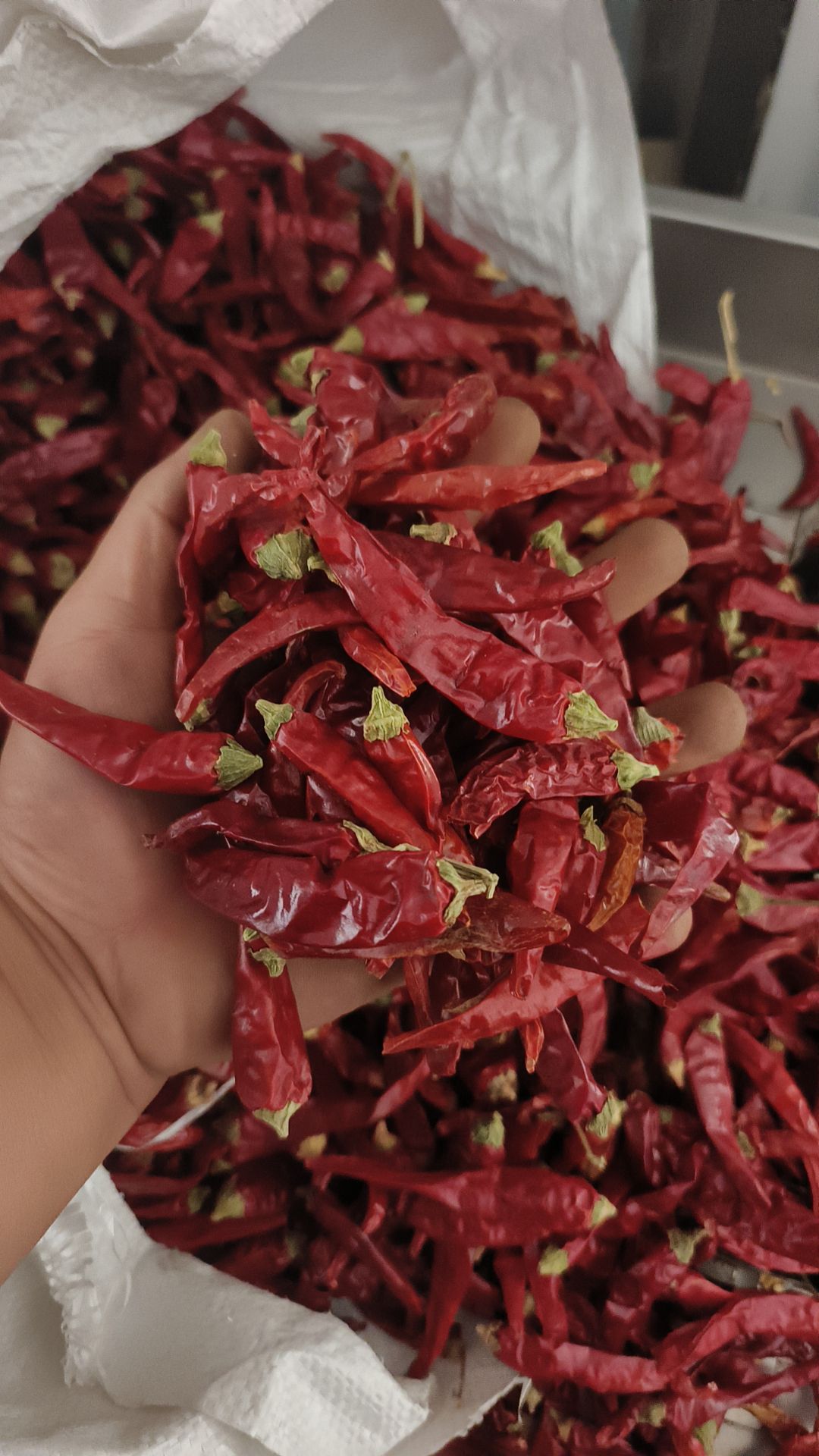 2023河南高辣香辣829精品新货大量批发代收