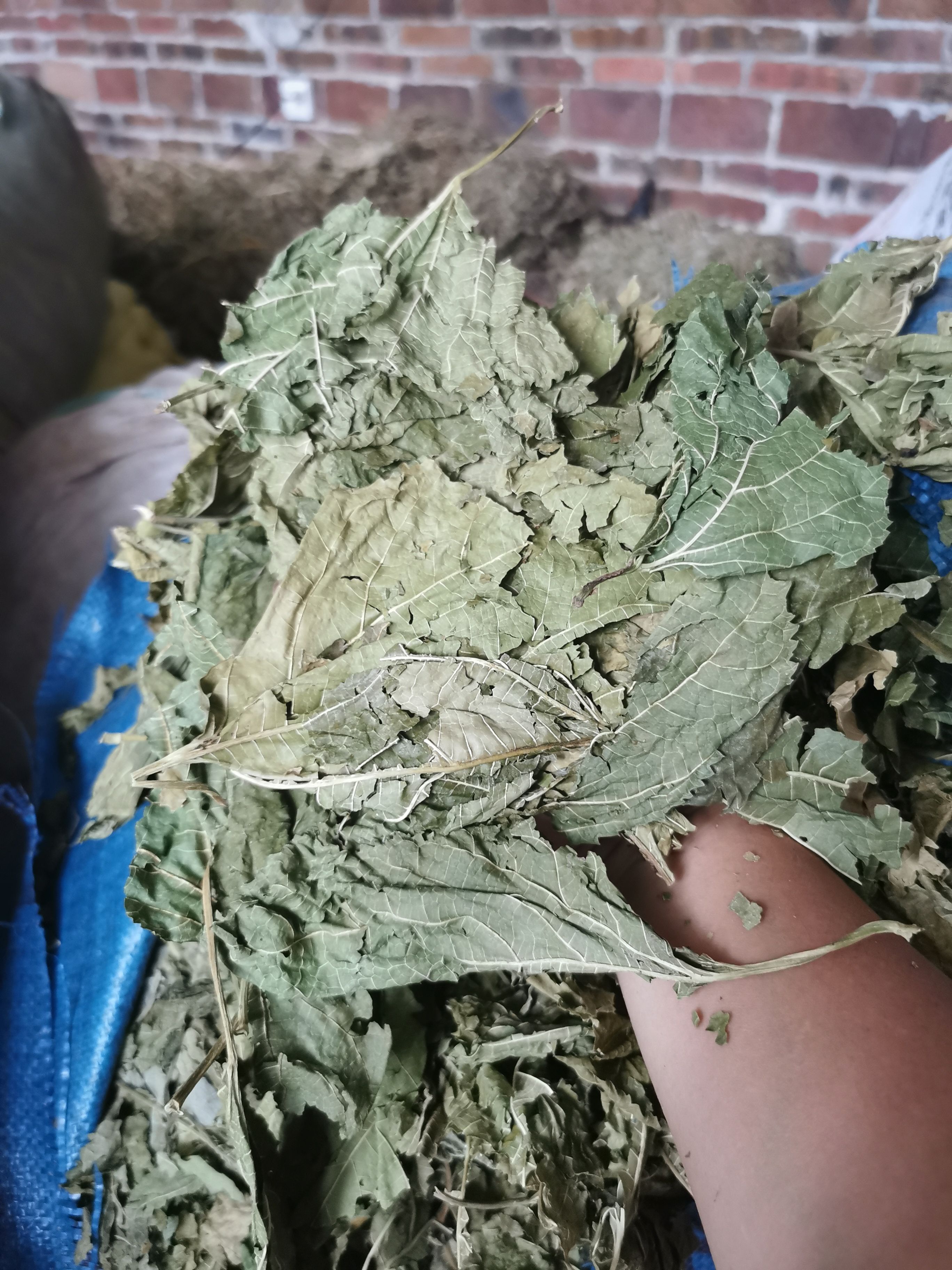 夏桑叶，大量现货供应，有需要的老板赶紧下单咯！